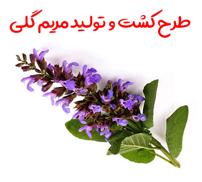 طرح کشت و تولید مریم گلی