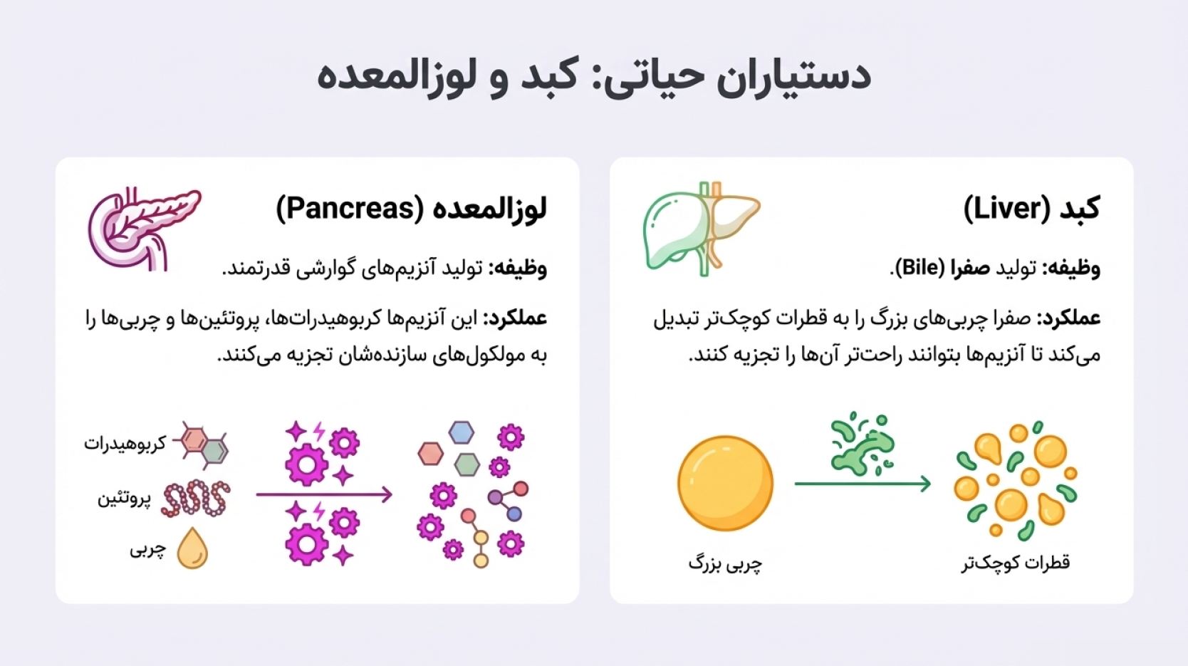 درسنامه فصل 13 علوم هفتم (سفر غذا)